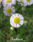 Dainty Daisy Fleabane – 100 Seeds