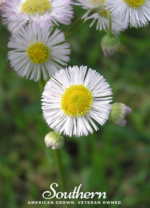 Dainty Daisy Fleabane – 100 Seeds