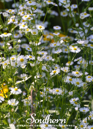 Dainty Daisy Fleabane – 100 Seeds