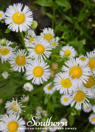 Dainty Daisy Fleabane – 100 Seeds