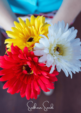 Gerbera Daisy Mix – 20 Seeds