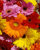 Gerbera Daisy Mix – 20 Seeds