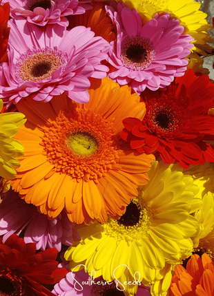 Gerbera Daisy Mix – 20 Seeds