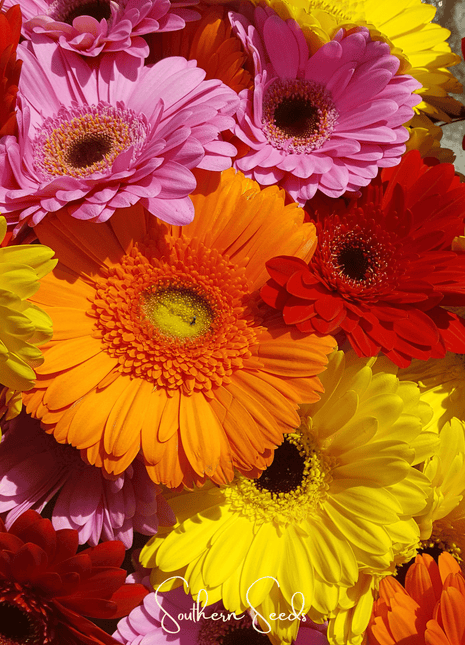 Gerbera Daisy Mix – 20 Seeds