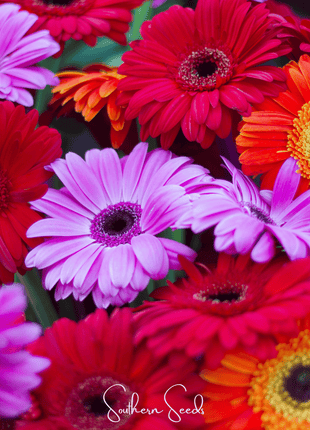 Gerbera Daisy Mix – 20 Seeds