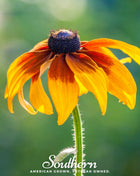 Gloriosa Daisy – 100 Seeds