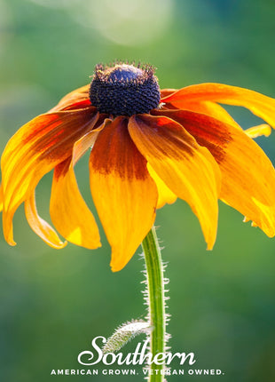 Gloriosa Daisy – 100 Seeds