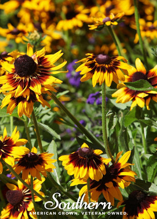 Gloriosa Daisy – 100 Seeds