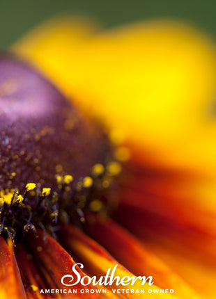 Gloriosa Daisy – 100 Seeds