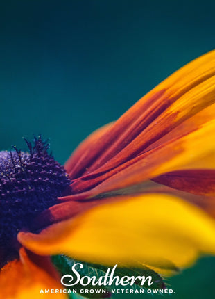 Gloriosa Daisy – 100 Seeds