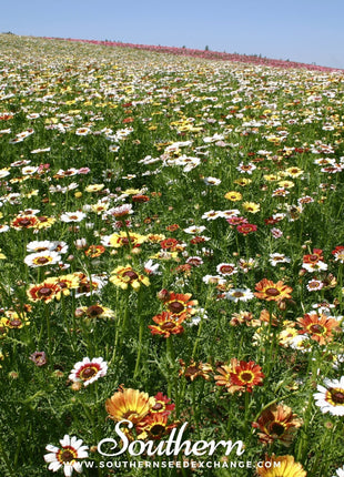 Painted Daisy – 100 Seeds
