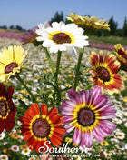 Painted Daisy – 100 Seeds