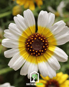 Polar Star Daisy – 50 Seeds