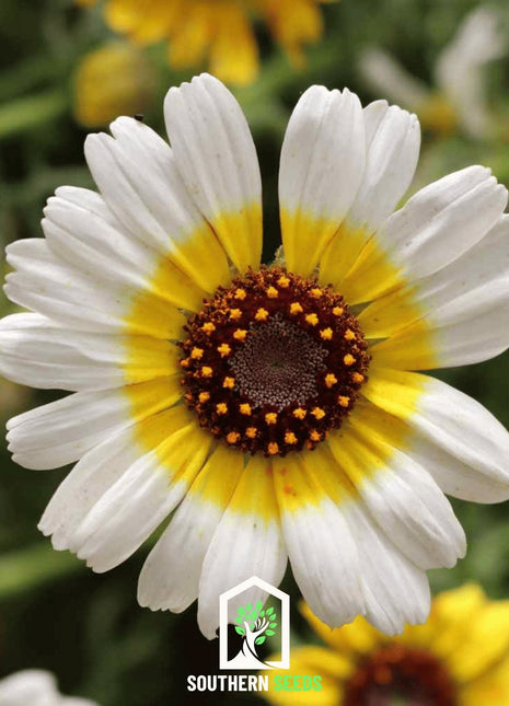 Polar Star Daisy – 50 Seeds