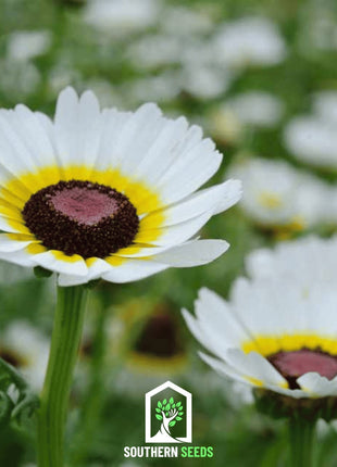 Polar Star Daisy – 50 Seeds