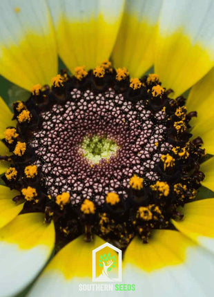 Polar Star Daisy – 50 Seeds