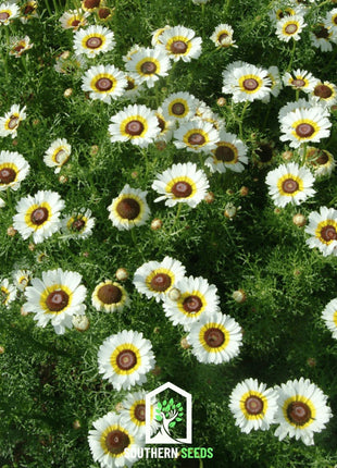 Polar Star Daisy – 50 Seeds
