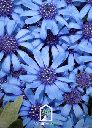 The Blues Blue Daisy – 50 Seeds