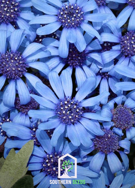 The Blues Blue Daisy – 50 Seeds