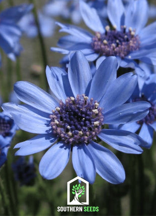 The Blues Blue Daisy – 50 Seeds