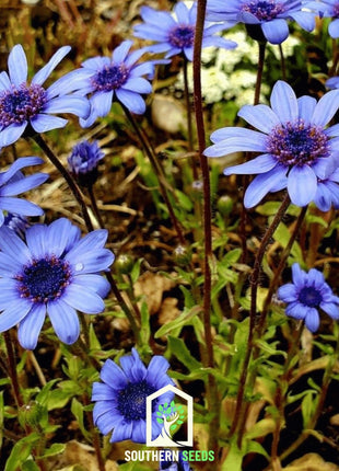 The Blues Blue Daisy – 50 Seeds