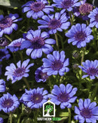 The Blues Blue Daisy – 50 Seeds