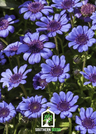 The Blues Blue Daisy – 50 Seeds