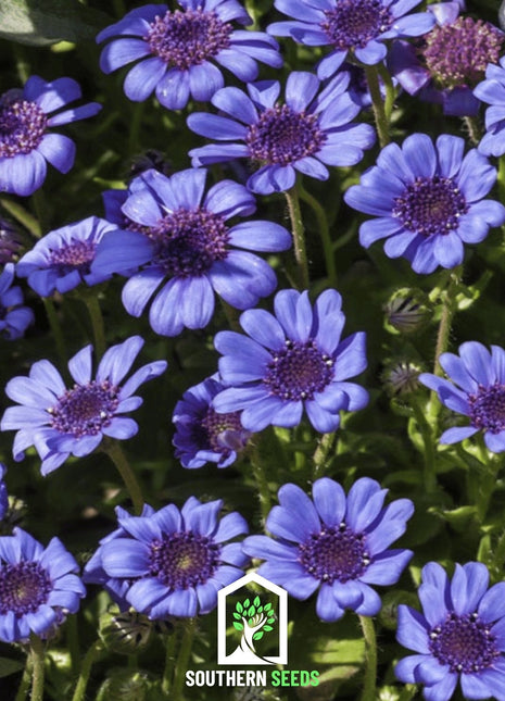 The Blues Blue Daisy – 50 Seeds