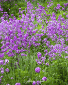 Dames Rocket – 200 Seeds