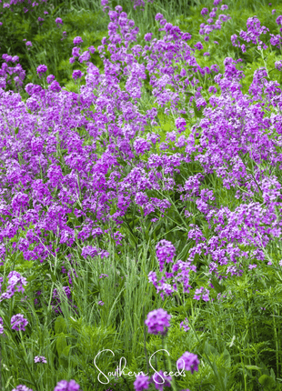 Dames Rocket – 200 Seeds