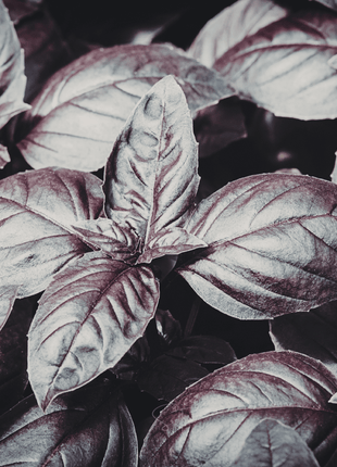 Dark Opal Basil – 250 Seeds