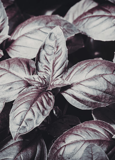 Dark Opal Basil – 250 Seeds