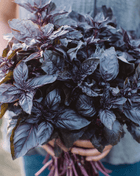 Dark Opal Basil – 250 Seeds