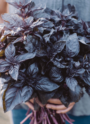 Dark Opal Basil – 250 Seeds