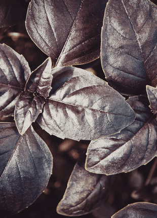 Dark Opal Basil – 250 Seeds