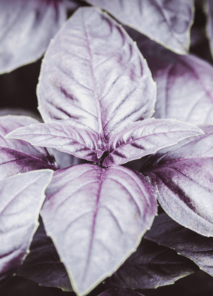 Dark Opal Basil – 250 Seeds