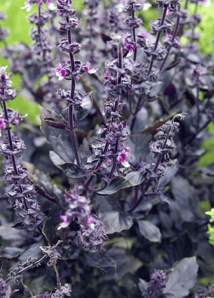Dark Opal Basil – 250 Seeds