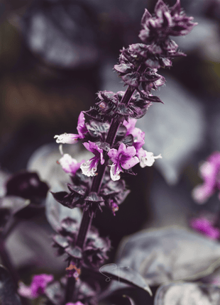Dark Opal Basil – 250 Seeds
