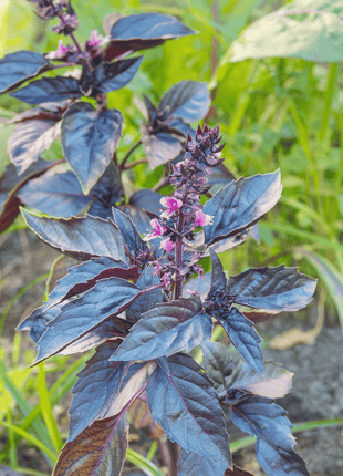 Dark Opal Basil – 250 Seeds