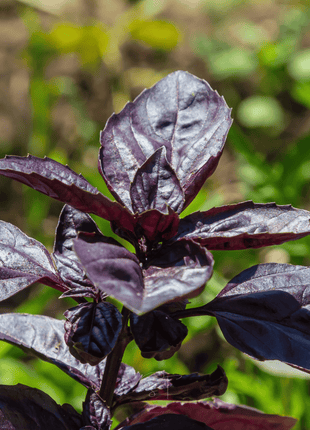 Dark Opal Basil – 250 Seeds