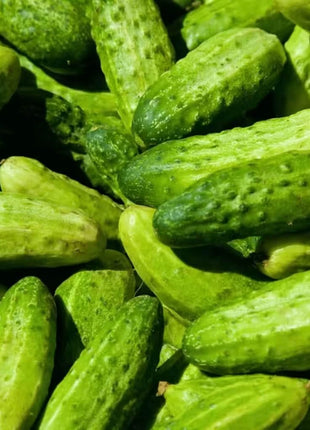 National Pickling Cucumber – 30 Seeds