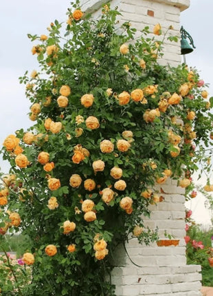 🌹Climbing Vine Rose Flower Seeds🌹