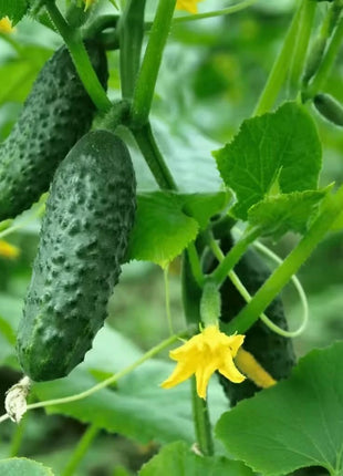 H-19 Little Leaf Cucumber – 30 Seeds