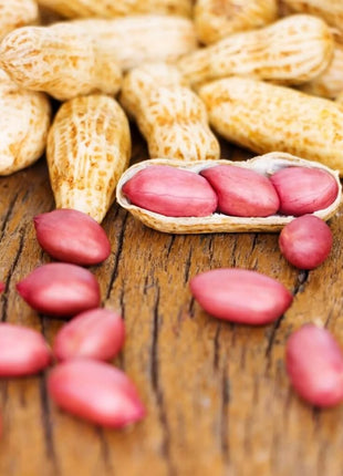 Tennessee Red Peanuts – 10 Seeds