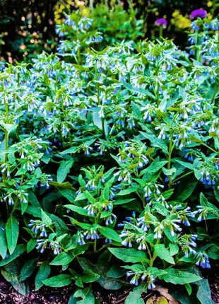 True Comfrey – 20 Seeds