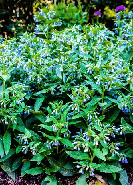 True Comfrey – 20 Seeds