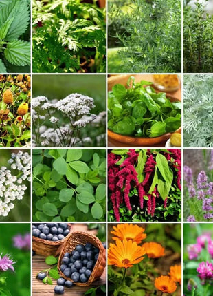 Community Garden Survival Seed Vault – 120 Seed Varieties