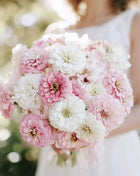 Blushing Bride Zinnia Mix - 100 Seeds