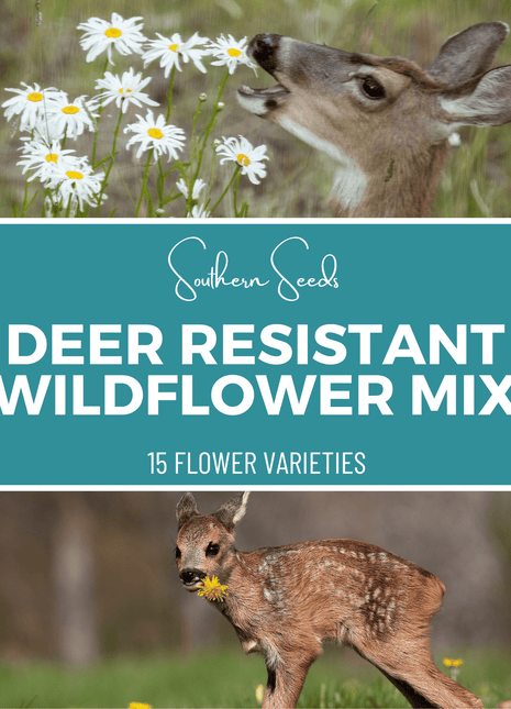 Deer Resistant Wildflower Seed Mix (15 Varieties) – 1,000 Seeds