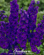 Black Knight Delphinium – 25 Seeds